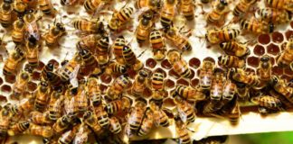 iskorištena omotnica za pčelare