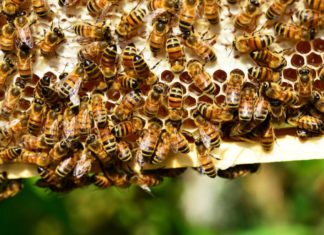iskorištena omotnica za pčelare