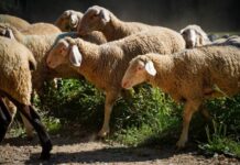 Novo Rješenje o zonama ograničenja zbog izbijanja kuge malih preživača