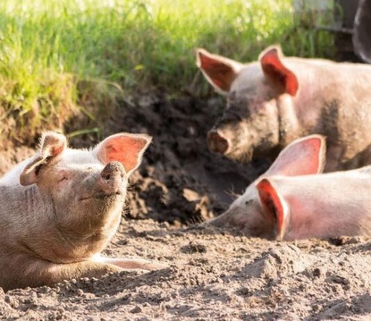 Ukidanje i smanjenje zona ograničenja zbog Afričke svinjske kuge u više županija