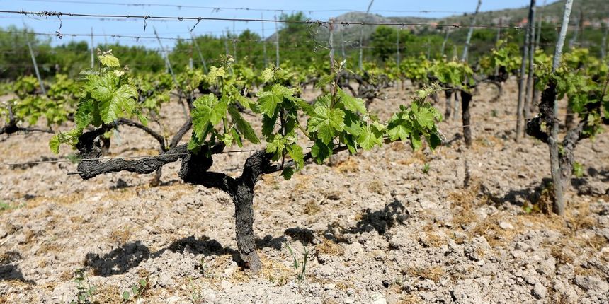Kako protiv suše u vinogradu