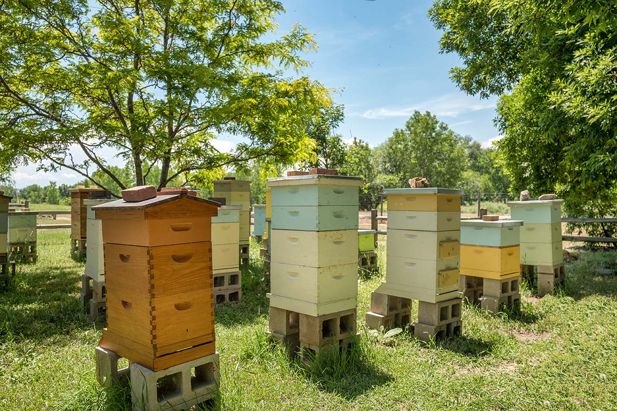 Kako započeti sa pčelama?