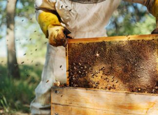 Ostvarite dodatne prihode pčelarenjem