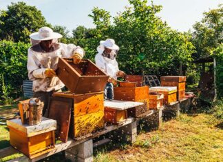 Pčelinjak u rujnu