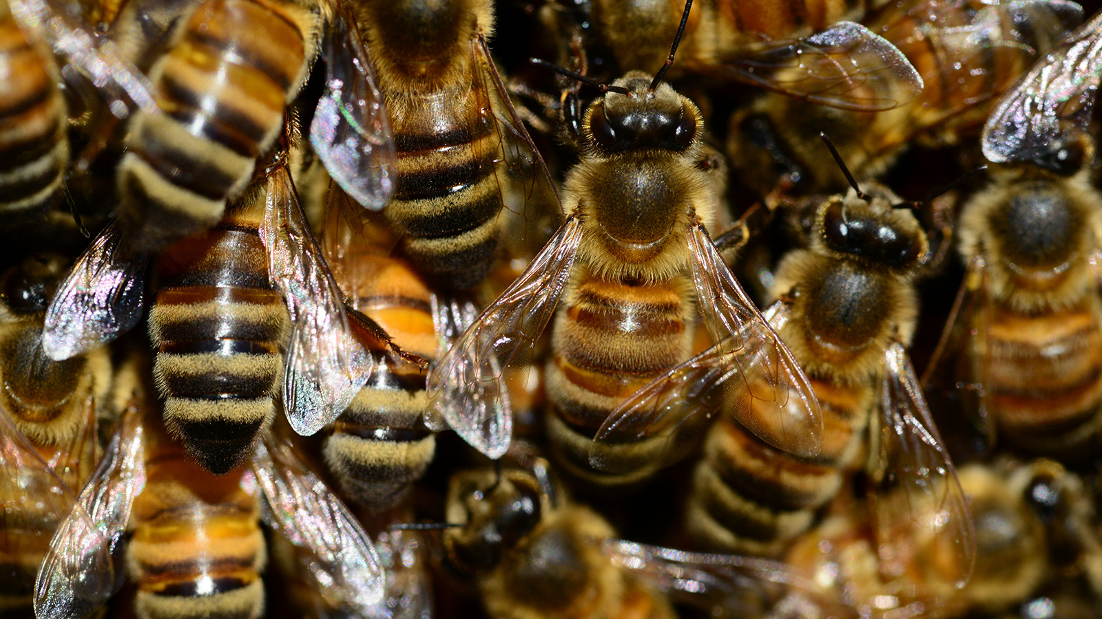 Konvencionalno i ekološko pčelarstvo