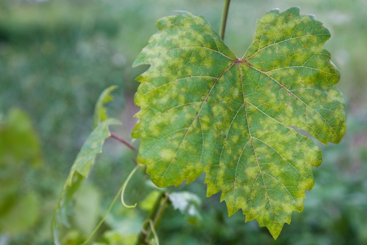 Uspješno suzbijanje peronospore vinove loze