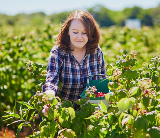 Nacionalni akcijski plan razvoja ekološke poljoprivrede u e-savjetovanju Nacionalni akcijski plan razvoja ekološke poljoprivrede