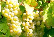 KVALITETNA GRAŠEVINA – MANDIČEVAC (ĐAKOVAČKO VINOGORJE) cca 3.000/3.500 KG