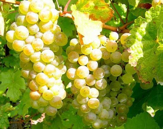 KVALITETNA GRAŠEVINA – MANDIČEVAC (ĐAKOVAČKO VINOGORJE) cca 3.000/3.500 KG