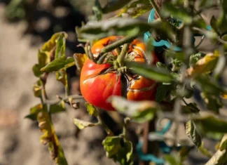 Bolesti rajčice u zaštićenu uzgoju