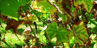 Gdje i kako prezimljuju bolesti vinove loze?