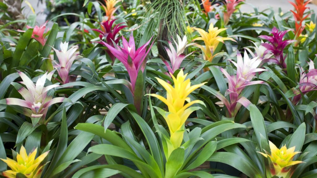 Bromelije - egzotične lončanice za svaki dom