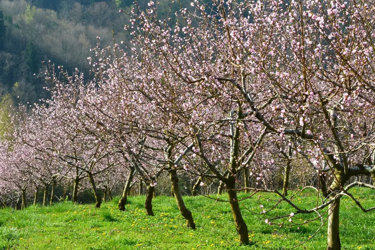 Kako kontrolirati bujnost voćaka?