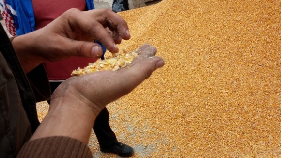 siliranje kukuruza