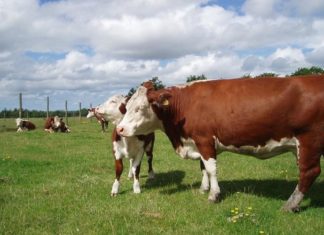 zaraza stoke bedrenicom bedrenica