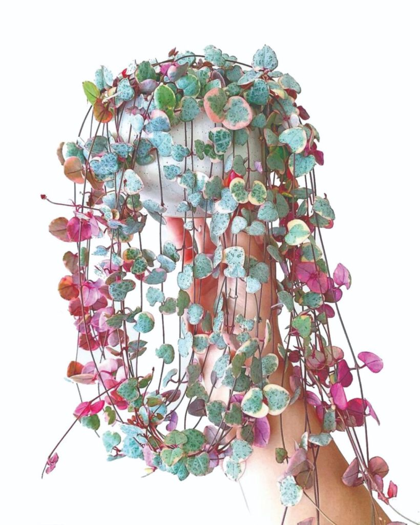 ceropegia