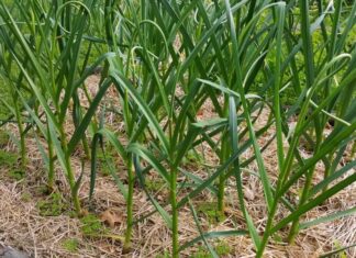 Razlika između proljetnog i jesenskog uzgoja češnjaka