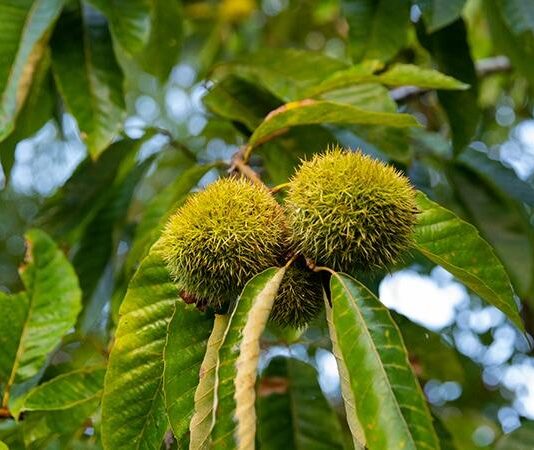 Kreditiranje i poticaji za uzgoj pitomog kestena Kreditiranje i poticaji za uzgoj pitomog kestena
