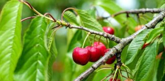 Novi način nadzora uzročnika „crvljivosti“ plodova voća