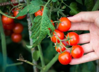 Uzgoj „cherry“ rajčice