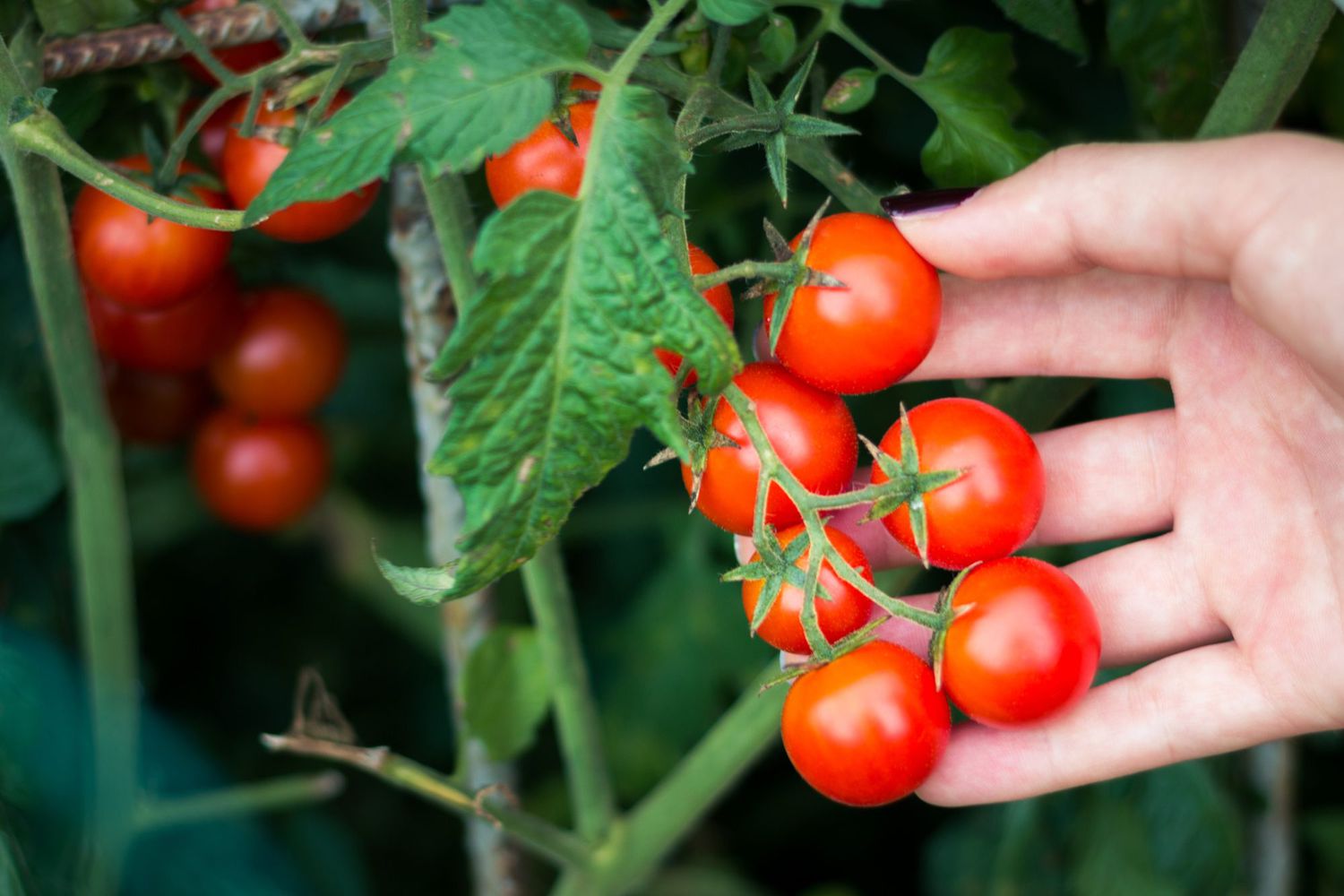 Uzgoj „cherry“ rajčice