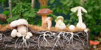 micelij gljiva uzgoj micelija gljiva