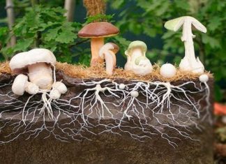 micelij gljiva uzgoj micelija gljiva