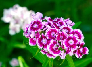 Zaboravljeni turski klinčić