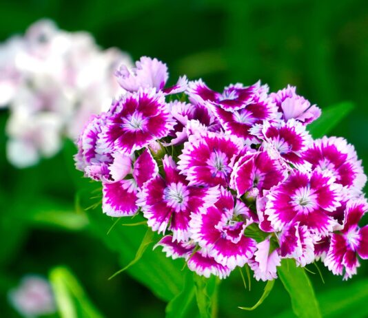 Zaboravljeni turski klinčić