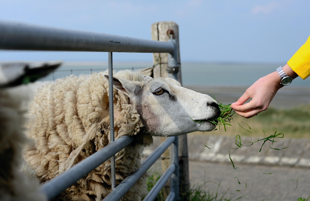 congerdesign-sheep-4772994_1280