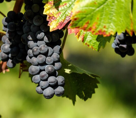 Obavijest o dostupnosti nove funkcionalnosti u aplikaciji Agronet – Vinogradarski registar – Elektronički prateći dokument