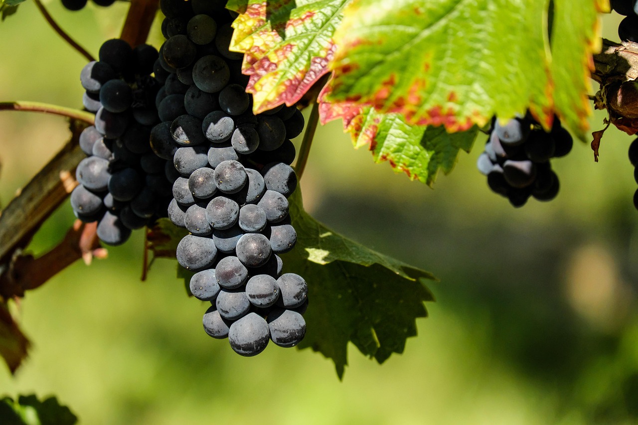 couleur-grapes-1696921_1280