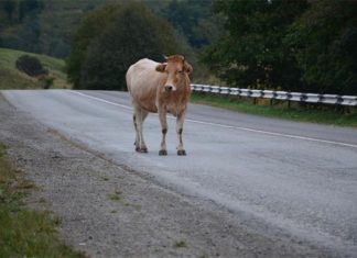 potpore za zbrinjavanje napištenih domaćih životinja