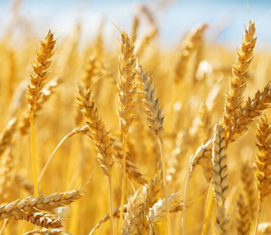 Što utječe na isplativost proizvodnje pšenice?