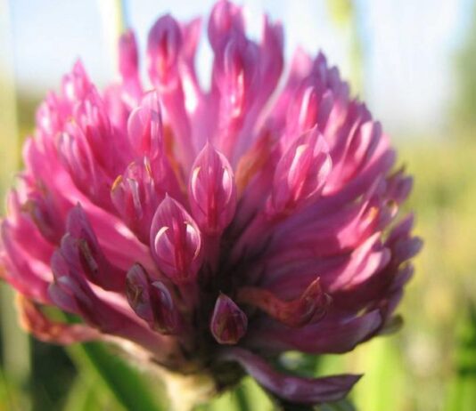 Krmno bilje kao činitelj isplativosti proizvodnje