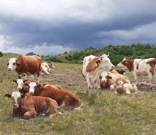 deklaracija alpe adria duanv slobodni od gmo