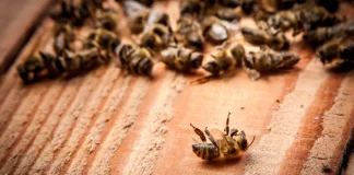 gubici pčelinjih zajednica gubitak pčelinjih zajednica