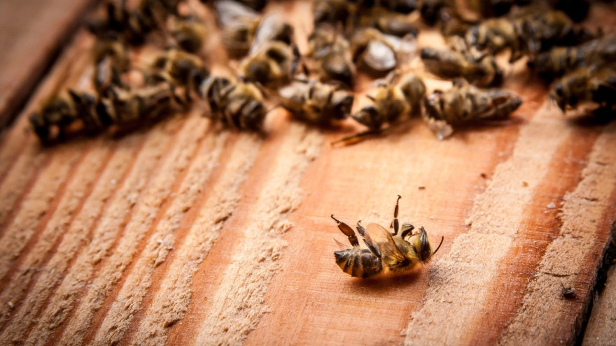 gubici pčelinjih zajednica gubitak pčelinjih zajednica