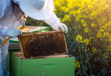 dezinfekcija okoliša oko pčelinjaka