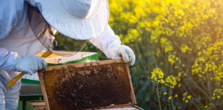 dezinfekcija okoliša oko pčelinjaka