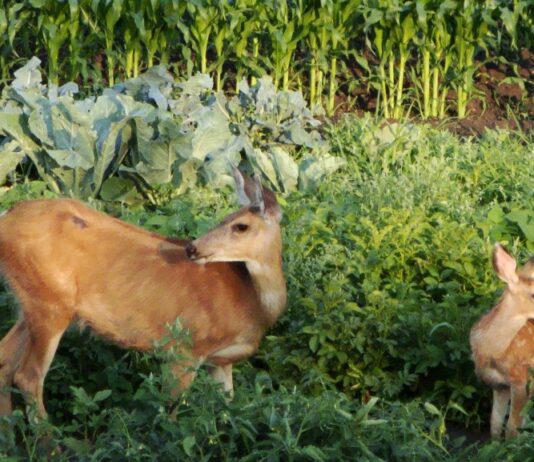 Uskoro jedinstveno osiguranje za štete od divljači i za poljoprivredne usjeve!