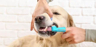 Kako pravilno brinuti o psećim zubima i desnima?