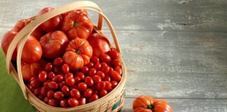 Nema ništa ljepše od ljubavi … i domaćih rajčica