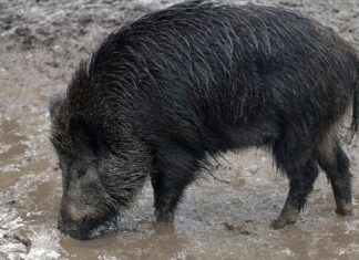 Proširenje zone ograničenja I u Virovitičko-podravskoj županiji
