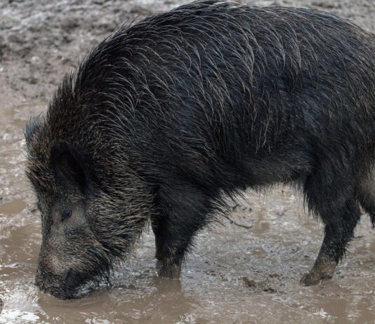Proširenje zone ograničenja I u Virovitičko-podravskoj županiji