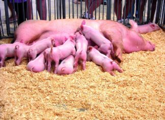 Objavljena dva natječaja za podmjeru 4.1 iz Programa ruralnog razvoja RH 2014-2020.