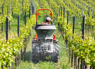 Kad je vrijeme za dušičnu gnojidbu u vinogradu?