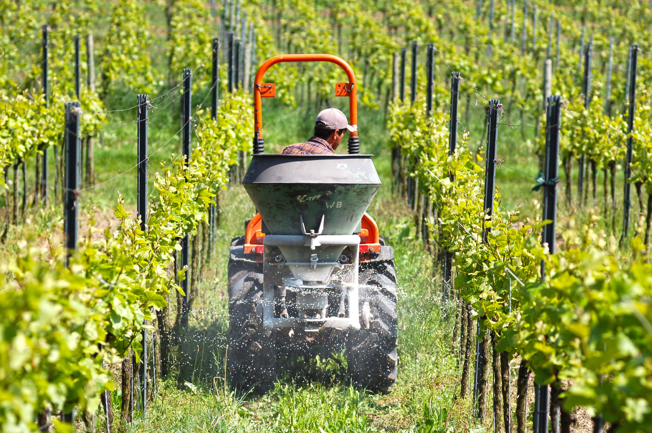 Kad je vrijeme za dušičnu gnojidbu u vinogradu?