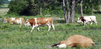 potpore za uzgajivače stoke zbog bedrenice