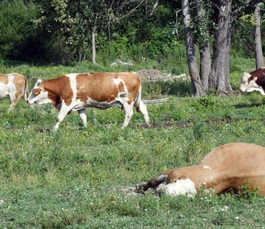 potpore za uzgajivače stoke zbog bedrenice